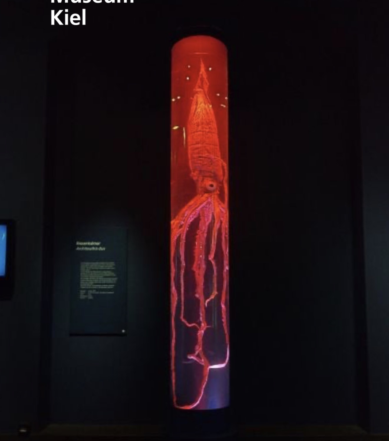 Riesenkalmar in der Tiefsee-Ausstellung